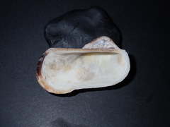 Lamarcka ventricosa
