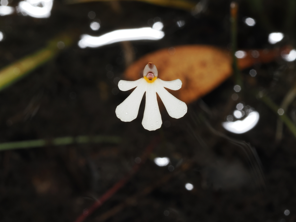 Utricularia holtzei F.Muell. 3
