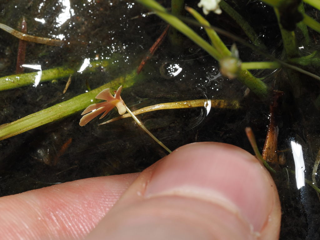 Utricularia holtzei F.Muell. 4