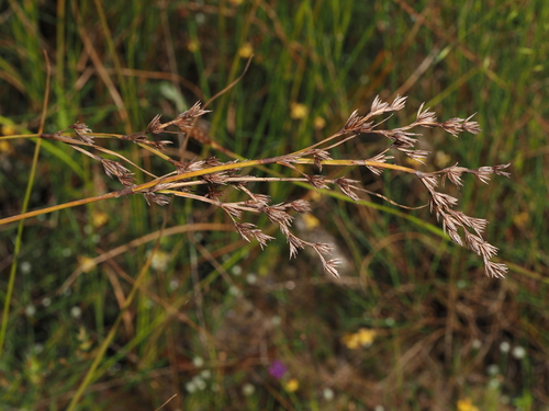 Anthelepis undulata observed 2026-04-12