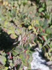 Acmispon heermannii