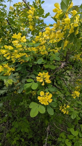 Petteria ramentacea, photograph 6