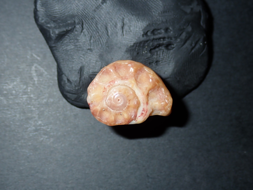 Dolphin shell