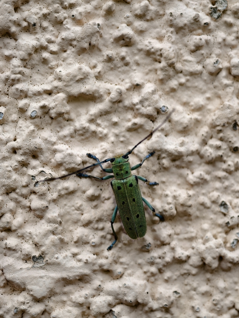 Saperda octopunctata