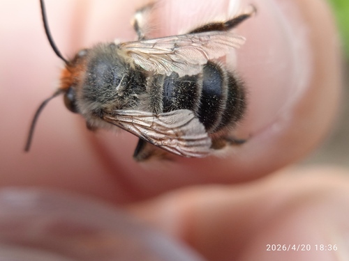 Anthophora crinipes