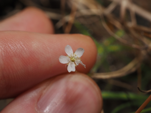 Drosera nana (Drosera nana)