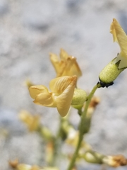 Astragalus tricarinatus