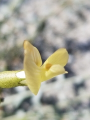 Astragalus tricarinatus