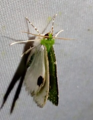 Eucyclodes diazeuxis