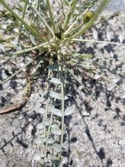 Astragalus tricarinatus