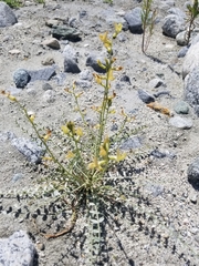 Astragalus tricarinatus