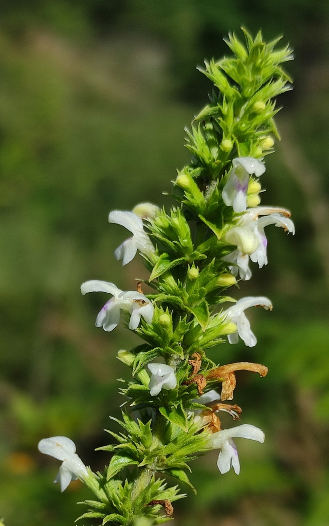 Clinopodium abyssinicum