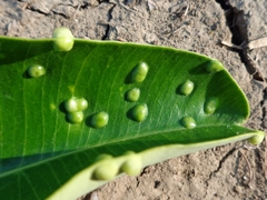 Pseudophacopteron tuberculatum