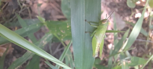 Short-winged Rice Grasshopper