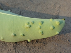 Pseudophacopteron tuberculatum