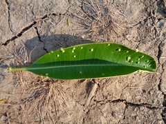 Pseudophacopteron tuberculatum