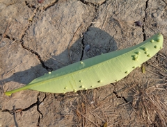 Pseudophacopteron tuberculatum