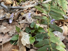 Viola rostrata