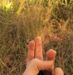 Melinis repens image