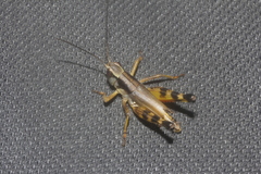 Boopedon flaviventris