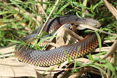 Copperhead Snake photo 4
