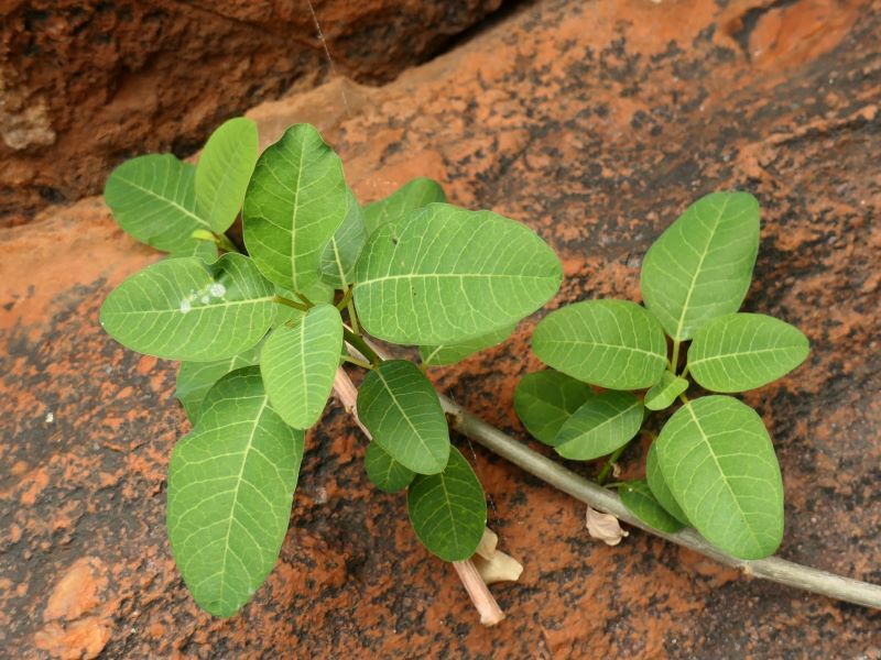 Euforbia espinosa
