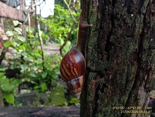 African Giant Snail