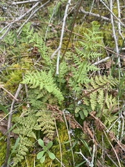 Woodsia obtusa obtusa
