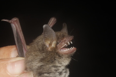 Myotis velifer