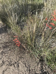 Penstemon subulatus