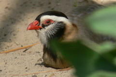 Arabian Partridge photo 4