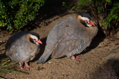 Arabian Partridge photo 3