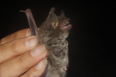 Myotis velifer
