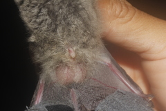Myotis velifer