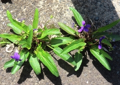 Viola philippica, photograph (c) mami_t_t, some rights reserved (CC BY)