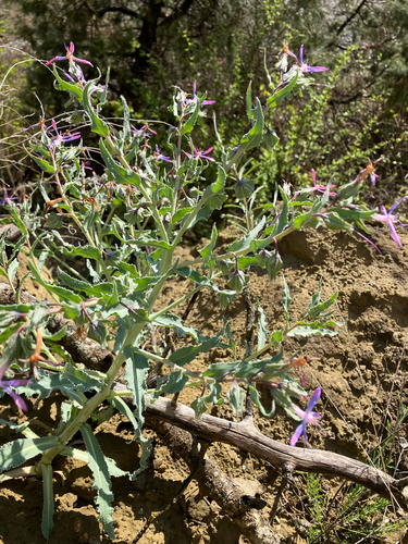 Caccinia macranthera