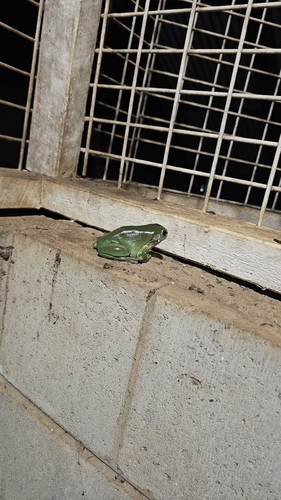 Green Tree Frog