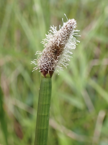 Eleocharis elegans, photograph 5