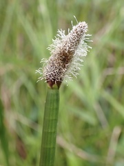 Eleocharis elegans, photograph (c) Cricket Raspet, some rights reserved (CC BY)