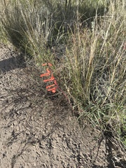 Penstemon subulatus