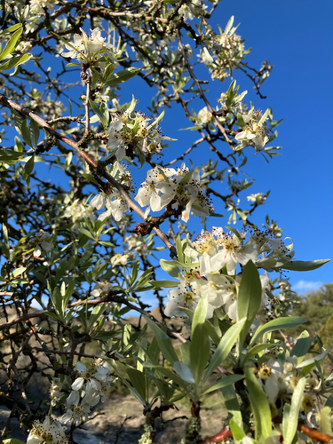 Pyrus salicifolia, photograph 4