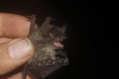 Myotis velifer