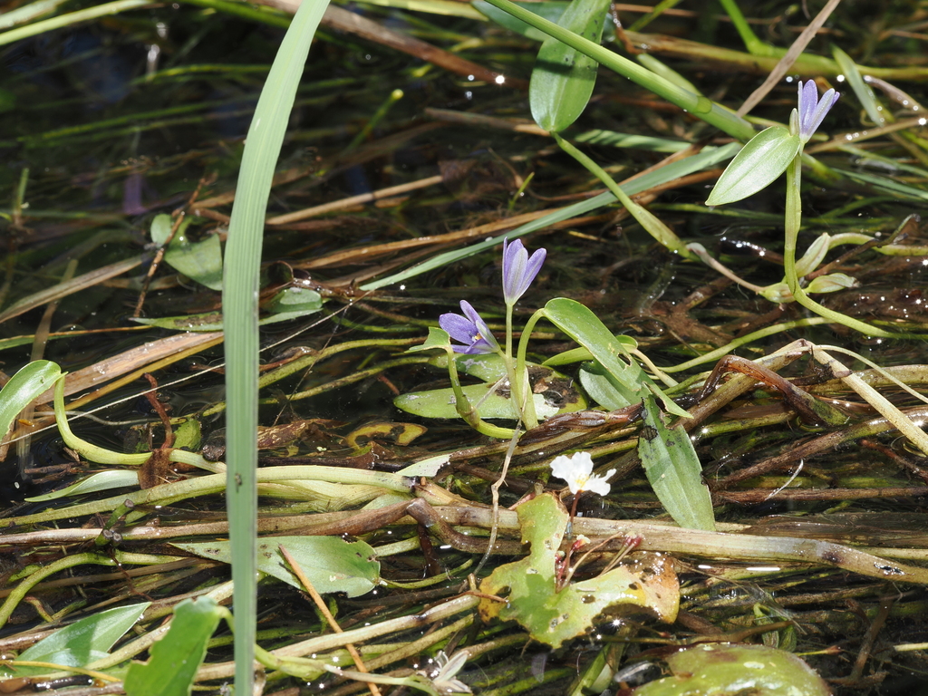 Rau mác bao – Pontederia vaginalis