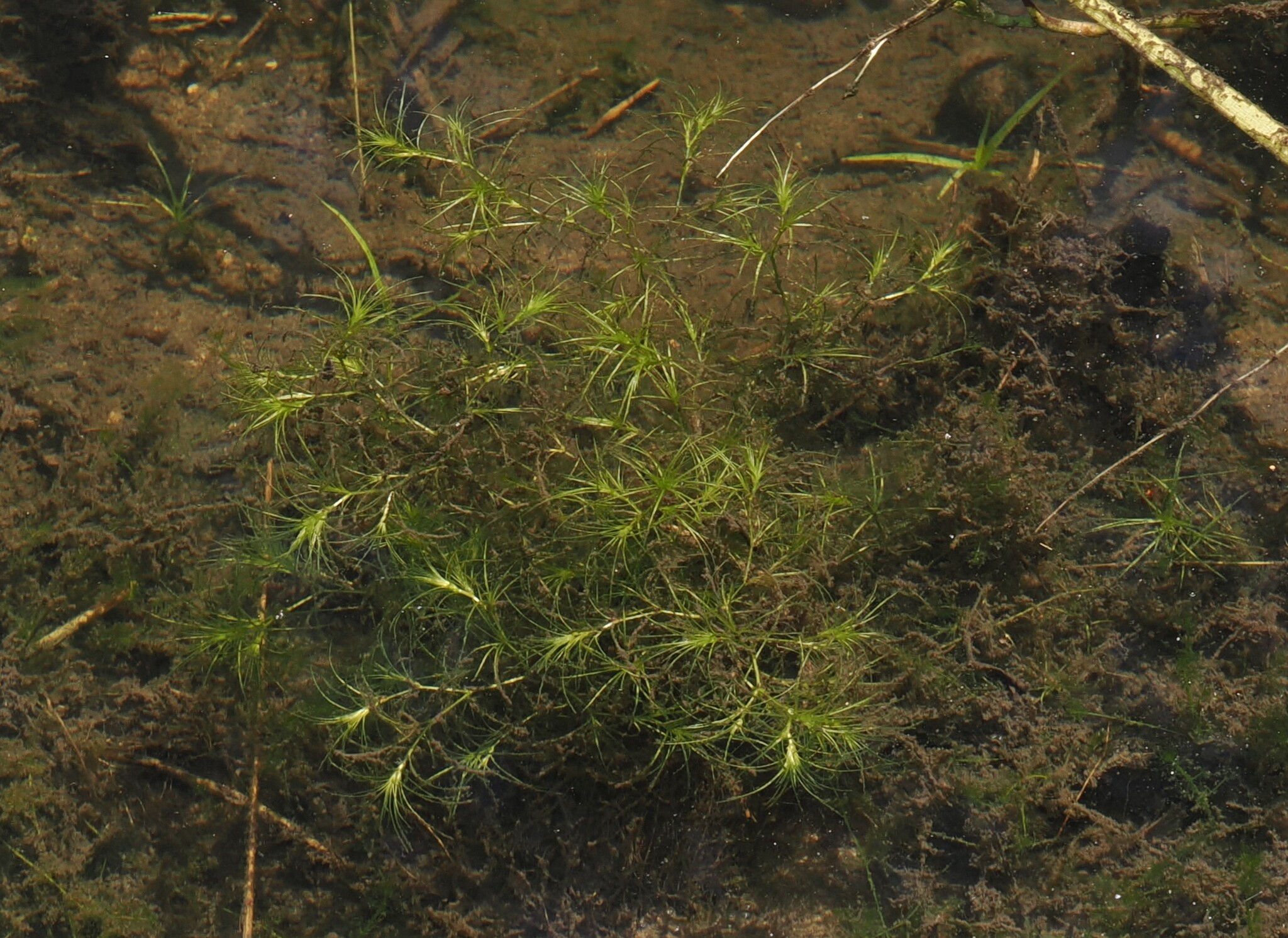 Najas browniana