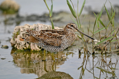 Solitary Snipe photo 5