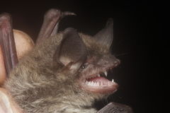 Myotis velifer