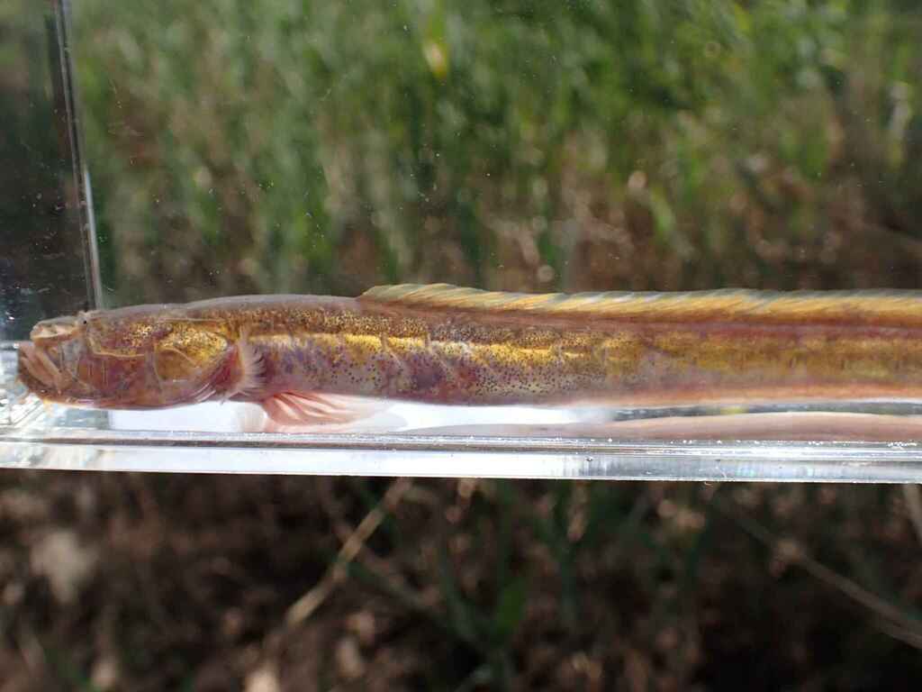 Slender eel goby (Taenioides gracilis) — Gobiidae