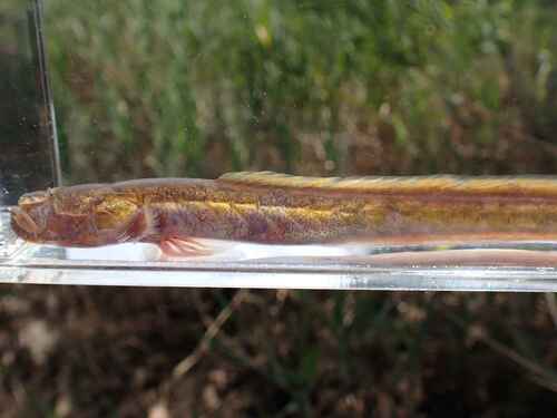 Slender eel goby (Taenioides gracilis) — Gobiidae