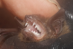 Myotis velifer