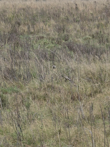 Meerkat